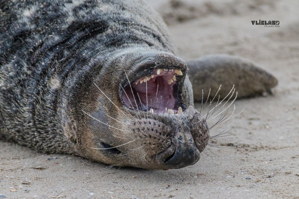 Zeehond in de bek kijken, dec 2024 (2)