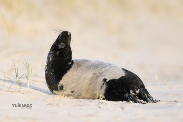 Zeehond met Melanisme kijkt omhoog, jan 25