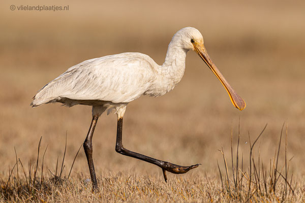Jonge Lepelaar aan de wandel, 23 maart 2022 (15)