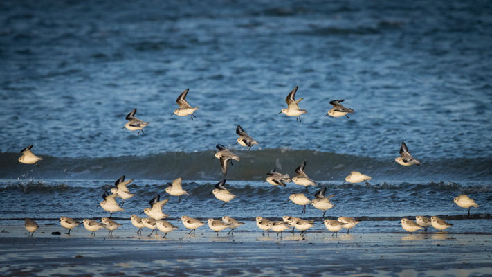 Boog van Drieteenstrandlopers, 27.01.2022