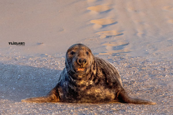 Zeehond (m) in het warme ochtendlicht-2, januari 2026