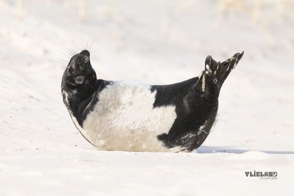Zeehond met Melanisme Banana Pose, jan 25