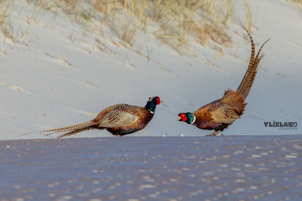 Fazanten in gevecht, maart 2025 (4)