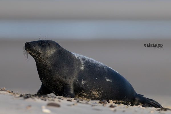 Zeehond met Melanisme heeft net gezwommen, jan 25 (2)