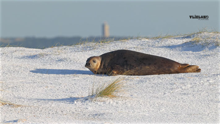 Zeehond in de sneeuw met de Brandaris op de achtergrond, 25 januari 2026