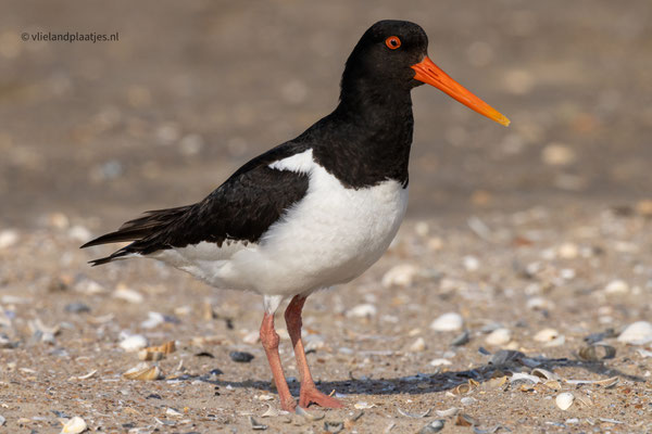 Scholekster close up, juni 23