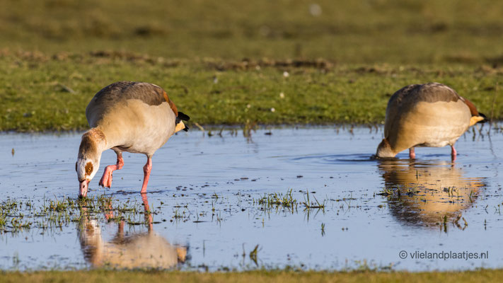 Nijlgans spiegeling Westerse Veld feb 2022