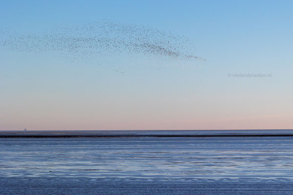 Zwerm vogels boven het Wad, jan 2024