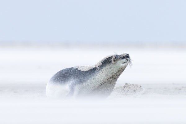 Klapmuts op de Vliehors, maart 23 (Het National Geographic ook gebruikt voor een publicatie)