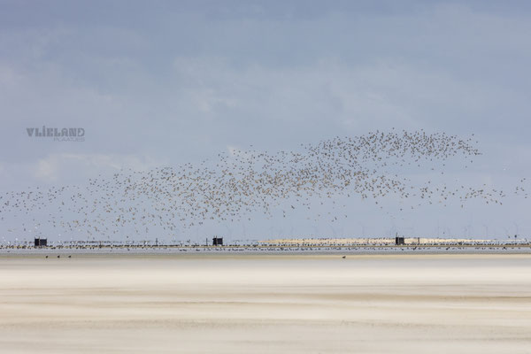 Vogelzwerm bij de Vliehors aug 24 (Rosse Grutto's)