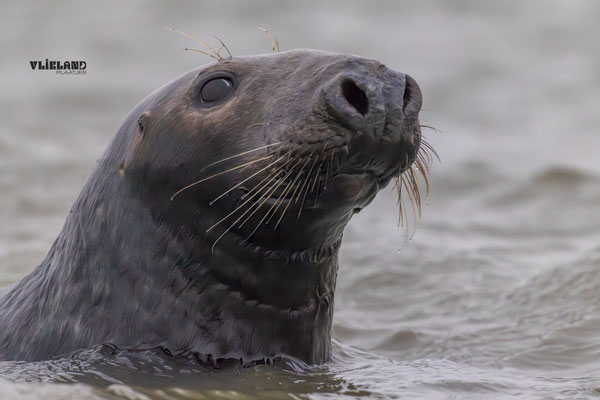 Grijze Zeehond (m) close up, November 2025