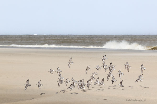 Aanvliegende drieteenstrandloper, april 24 (4)