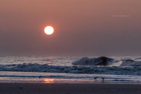 Zonsondergang met Drieteenstrandlopers Noordzeestrand 6 maart 2024