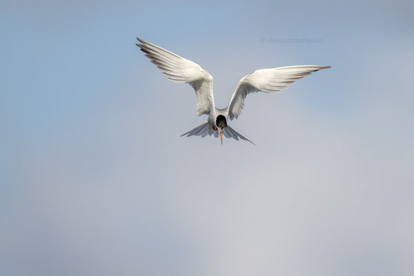 Visdief heeft vis in het vizier, aug 23