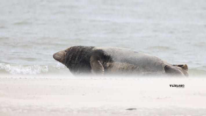 Grijze Zeehond (m) liggend aan de waterlijn in het stuivende zand, dec 2025
