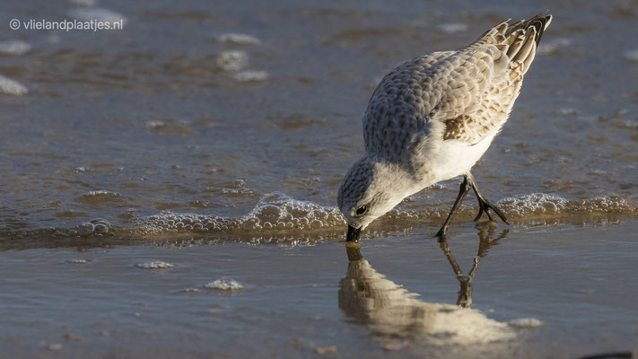 Drieteen strandloper VII, okt 2021 Noordzeestrand