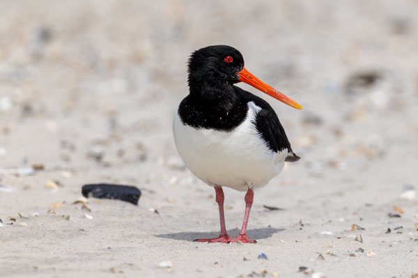 Scholekster Vliehors, juni 2025