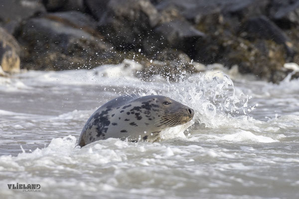 Grijze zeehond in de branding, dec 24