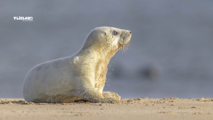 Zeehond pup, kijkt op naar de zon dec 24