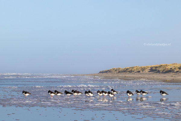 Scholeksters ingesnaveld, feb 24