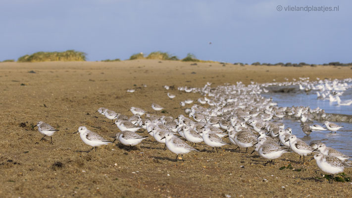 Veel Drieteenstrandlopers, Vlieland okt 2021