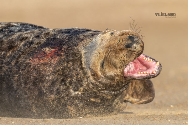 Zeehond laat zijn tanden zien, dec 24