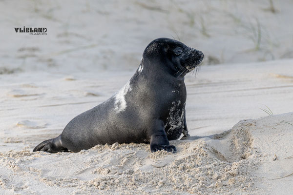 Zeehond met Melanisme tuurt naar zee, jan 25