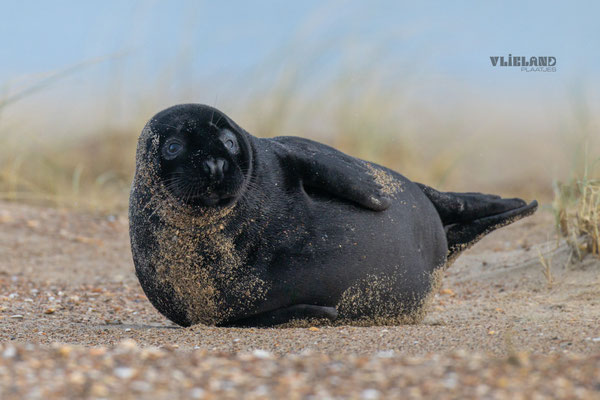 Melanistische zeehond, oogcontact 12 januari (2)
