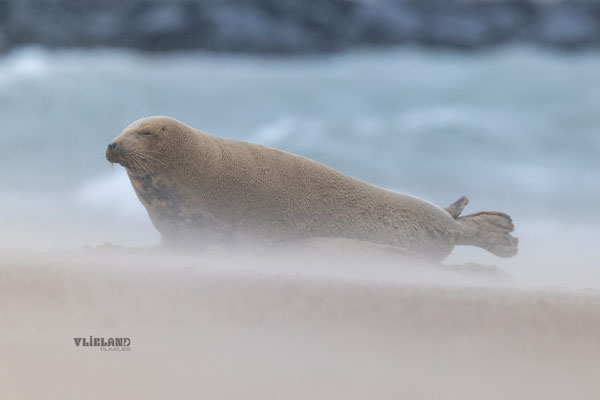 Zeehond in flink stuifzand, dec 24