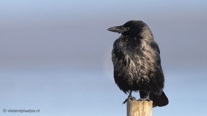 Zwarte Kraai feb 2022