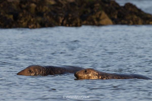 Grijze zeehond in de namiddagszon, dec 22 (VI)