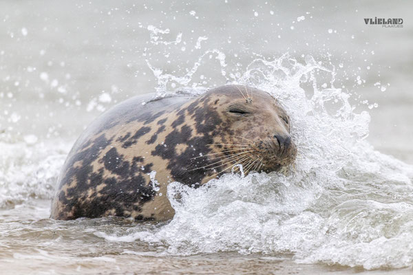 Zeehond in opspattende golf, dec 24