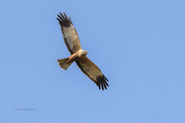 Bruine Kiekendief Kroonspolders april 24
