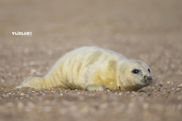 Zeehond pup eerste dag, kruipt over het strand, dec 2024