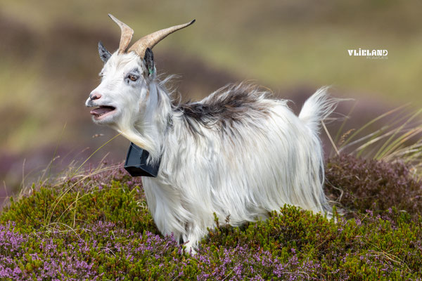 Geit in de Vlielandse hei, aug 2025