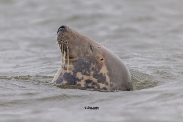 Zen Zeehond in Zee, november 2025