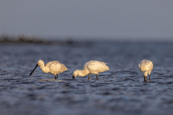 Lepelaars in de avondzon april 24 (4) 
