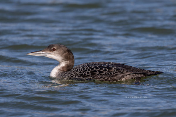 IJsduiker op zoek naar Krab, maart 24 