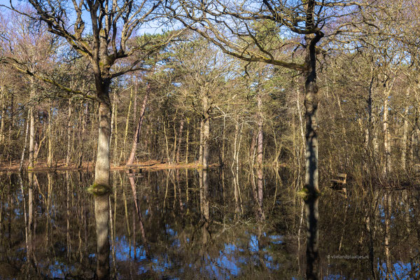 Spiegelbos langs de Badweg, feb 2024