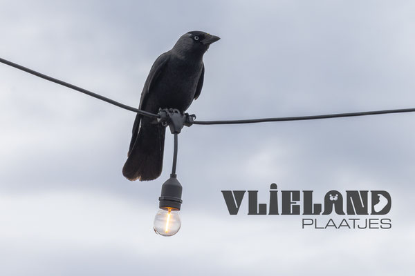 Kraai terras Bolder op Stortemelk belicht het logo van Vlieland Plaatjes