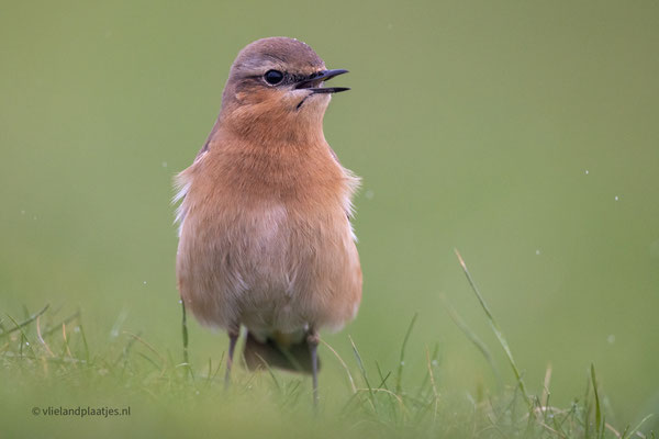 Tapuit, Dijk Jachthaven (3)