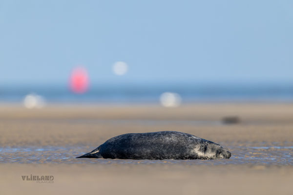 In het zonnetje met een strakblauwe lucht, 16 januari 2025