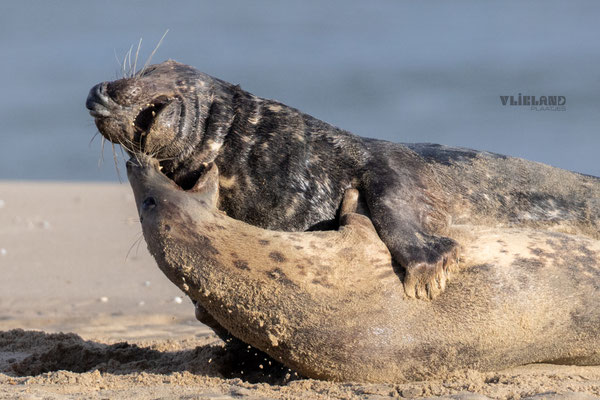 Zeehond vrouwtje bijt mannetje, jan 25 (1)