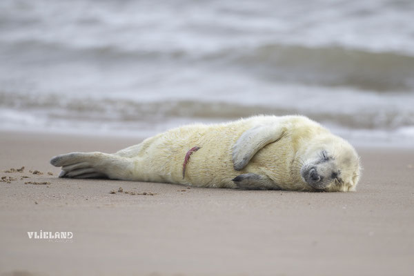 Pup op eerste dag aan de vloedlijn, dec 24 (1) 