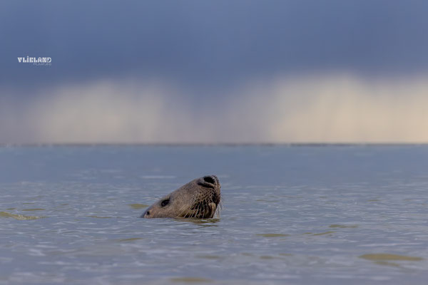 Zeehond en buien, november 2025