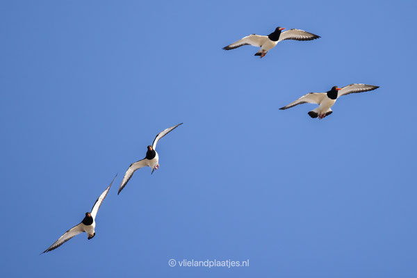 Kwartet Scholeksters, maart 2022