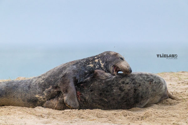 Zeehonden in gevecht, dec 24 (4)
