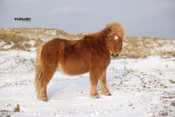 Shettie in de besneeuwde duinen, 11 januari 2026