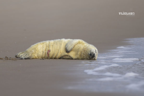 Pup op eerste dag aan de vloedlijn, dec 24 (2)