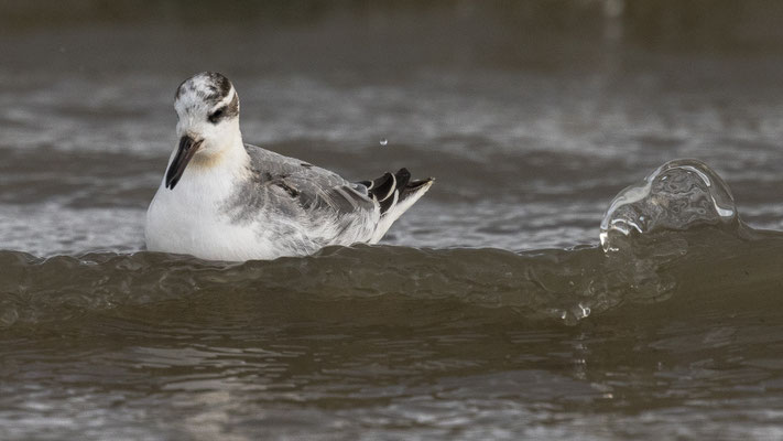 Rosse Franjepoot Vlieland. (zeer zeldzame gast in NL) okt 2021 (8)